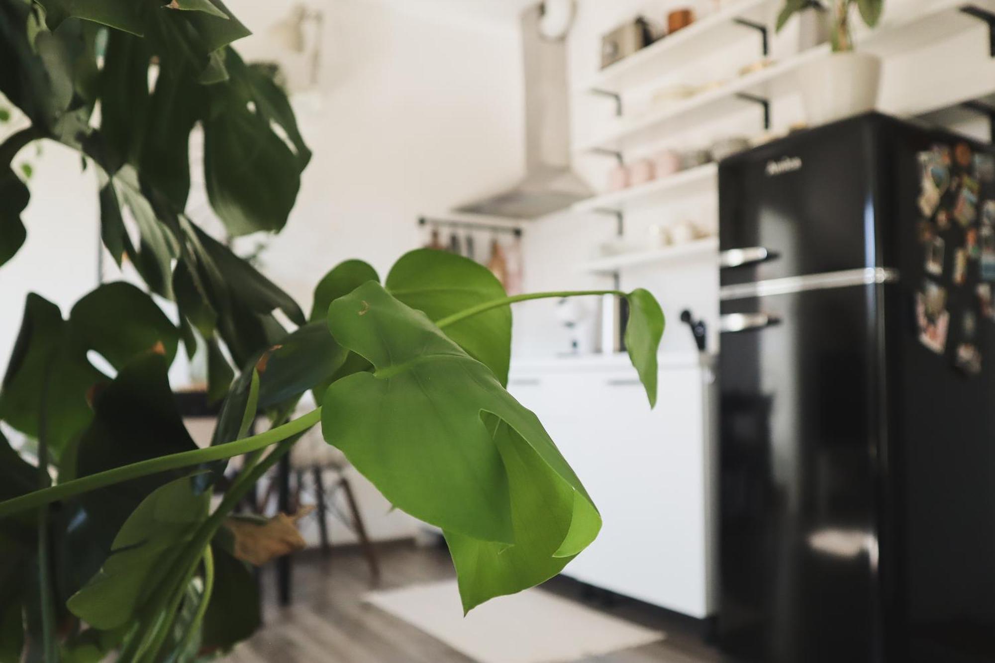 Urban Jungle Apartment - Free Parking Ljubljana Extérieur photo